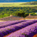 Découvrez les Champs de Lavande Enchanteurs : Un Guide de la Provence