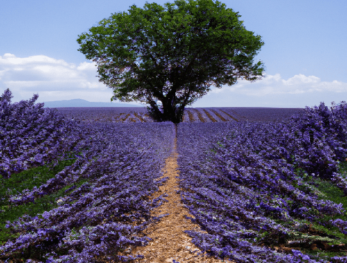 Le guide ultime pour visiter les champs de lavande de Provence